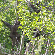 Moose-2-Border-Maker