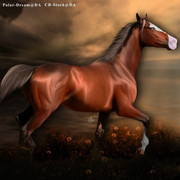 Webp-net-compress-image-11