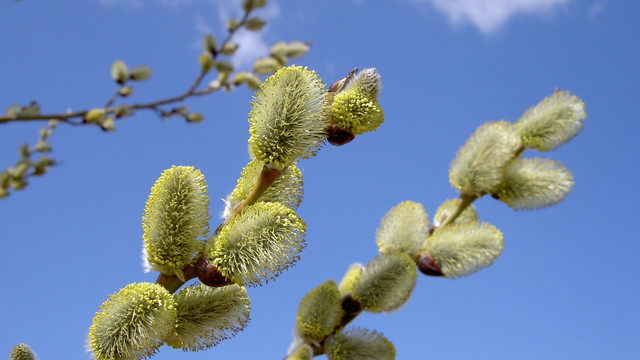 spring-015