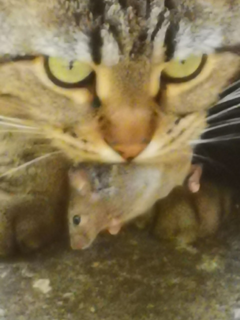 Maus.jpg