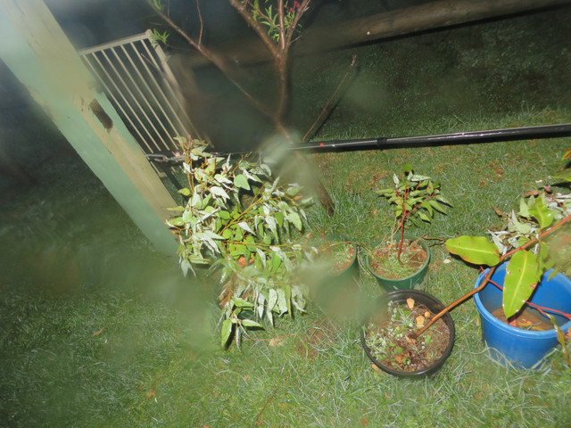 IMG-0011-proc