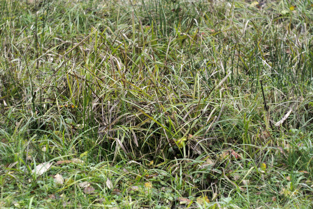 DSC7685.jpg