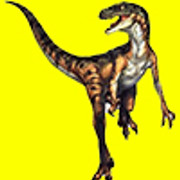 Velociraptor