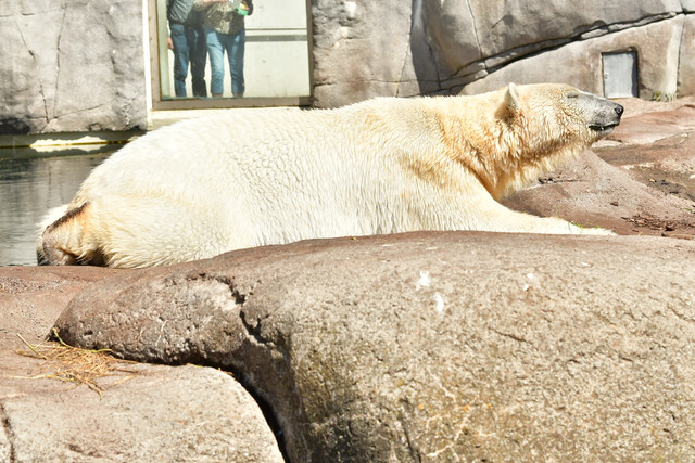 Polar bear at Copenhagen Zoo