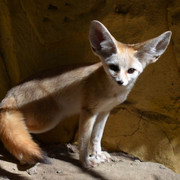 Neville - Fennec Fox