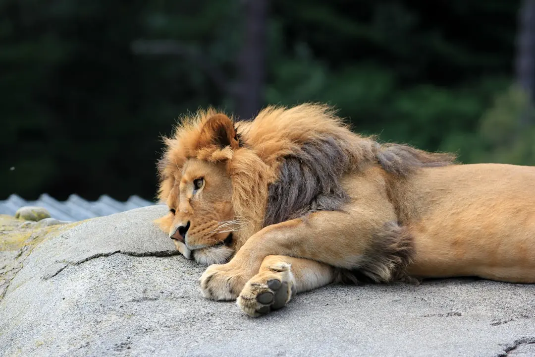 Leo în august 2026: Zilele de aur pentru dragoste și carieră