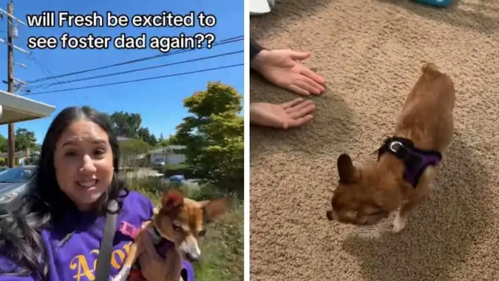Foster Pup Slowly Gains Trust in New Owner
