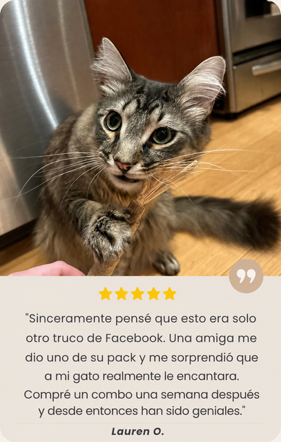 Gato usando stick de Silvervine - Lauren O.