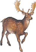 deer 26
