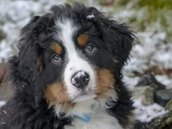 Bringing Home a Bernese Mountain Dog: Essential Items to Get