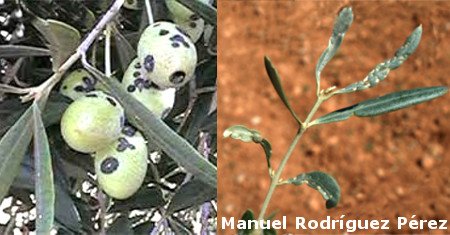 Liothrips oleae sur des olives et une feuille, des olives tachetées noires, traitement des petits oliviers contre l'insecte liothrips