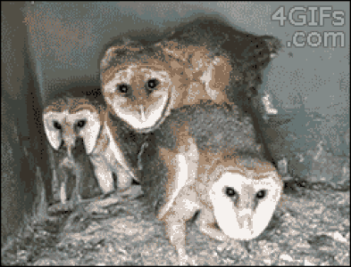 a65.gif