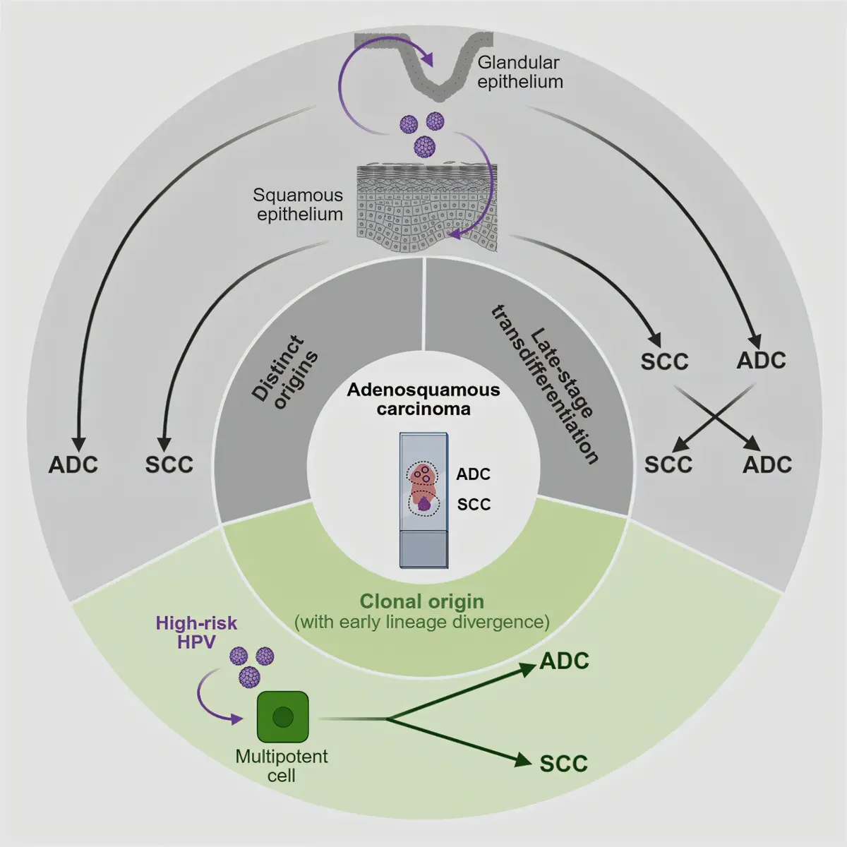 Single Clonal Origin May Explain Multiple Cervical Cancer Subtypes