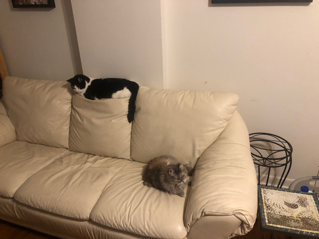 cats