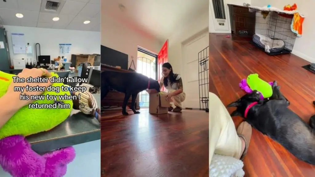 Foster Dog's Heartbreaking Goodbye to Treasured Toy