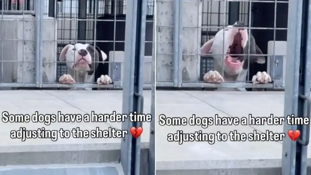 Shelter Dog's Desperate Plea for Attention Goes Viral