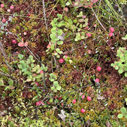 IMG 4767