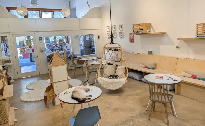 KitTea Cat Café: A Haven for Rescue Cats and Community