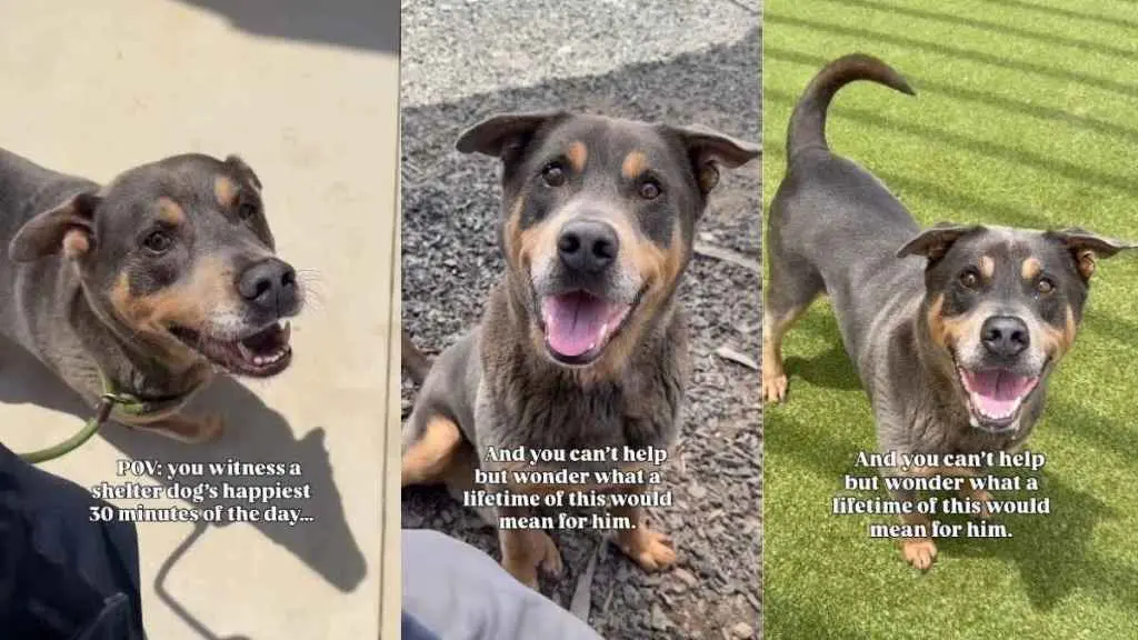 Senior Shelter Dog Finds Joy in Brief Outdoor Breaks