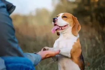 Loyal Dog Breeds That Thrive as Family Companions