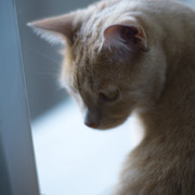 DSCF4185