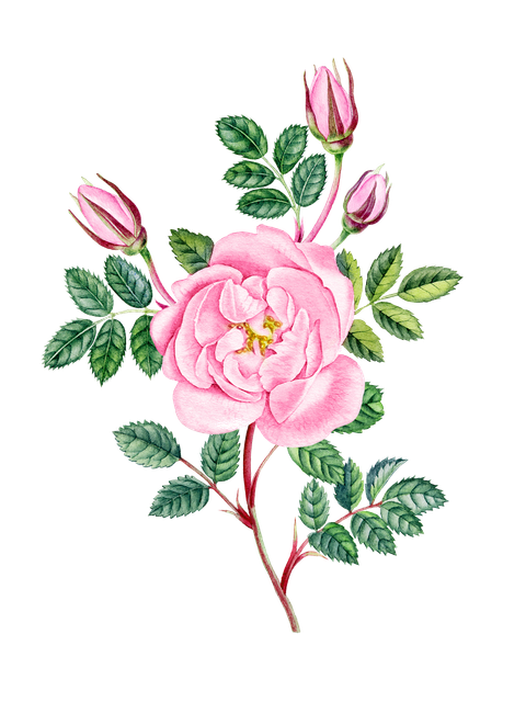 shutterstock 1037141305.png