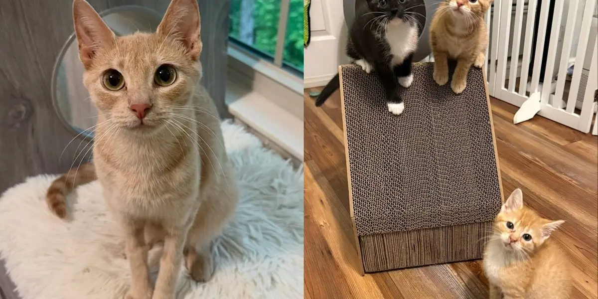 Mama Cat Finds Forever Home After Saving Kittens