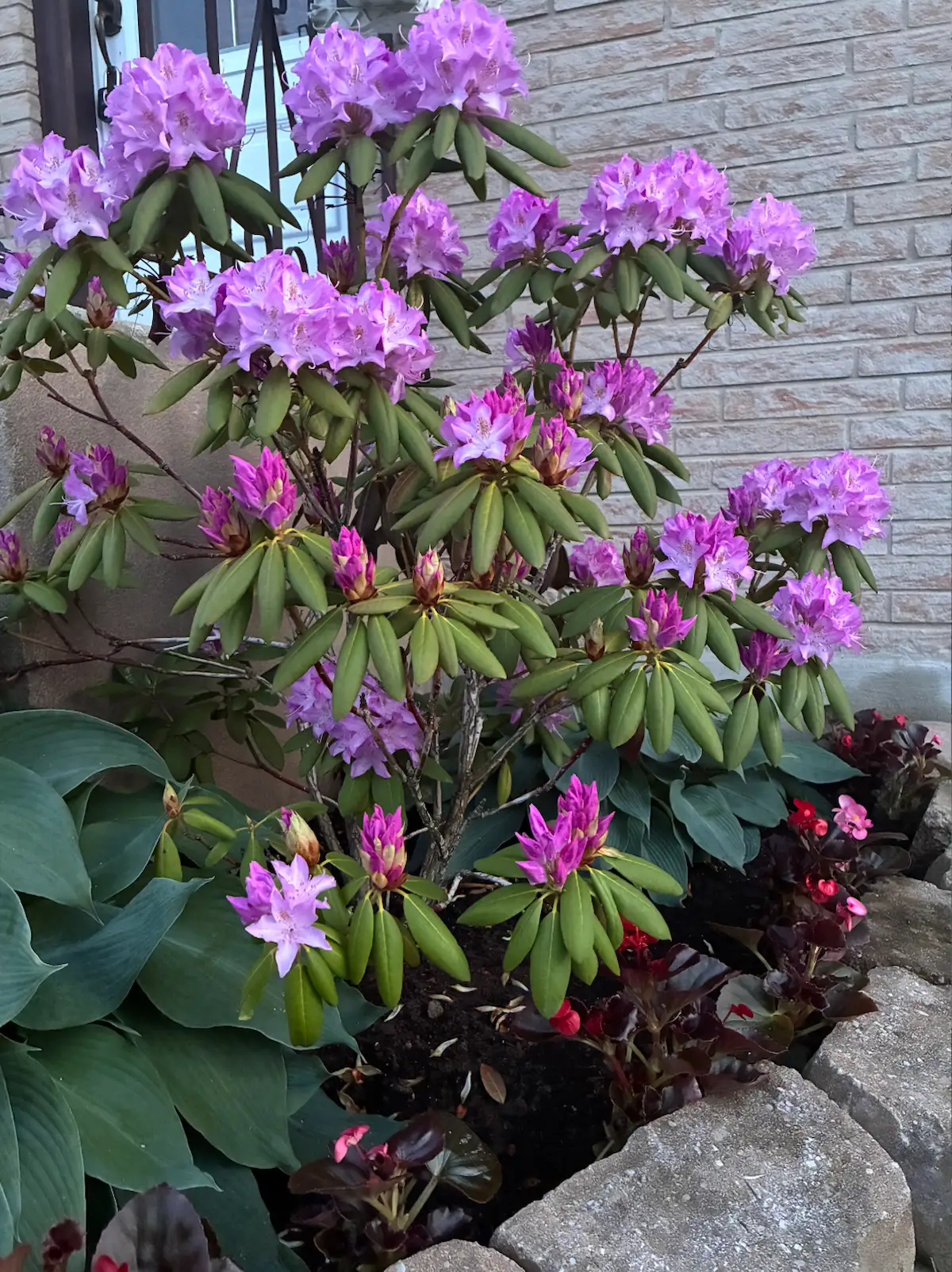 Garden planting