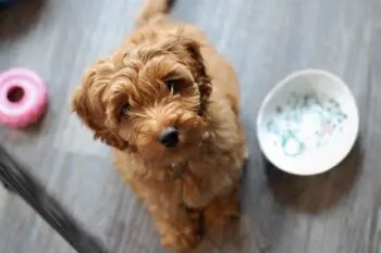 The Best Supplements for Labradoodle Puppies