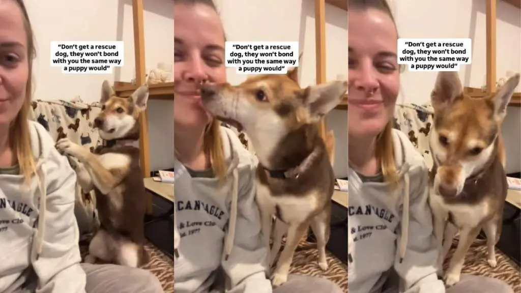 Rescue Dog's Transformation Shows Love Can Heal Trauma