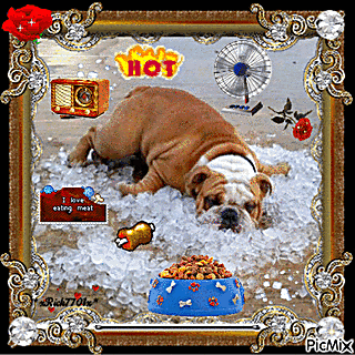 BULLDOG COOLING OFF NEW CODE