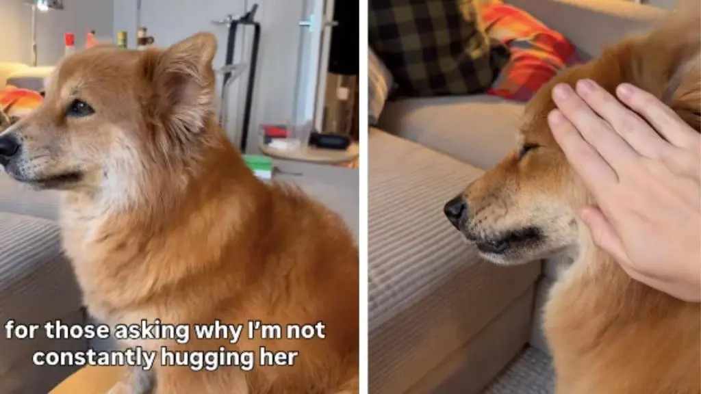 Dogs Communicate Boundaries Through Body Language