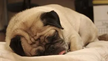 Relieving Pug Itchiness with Natural Remedies