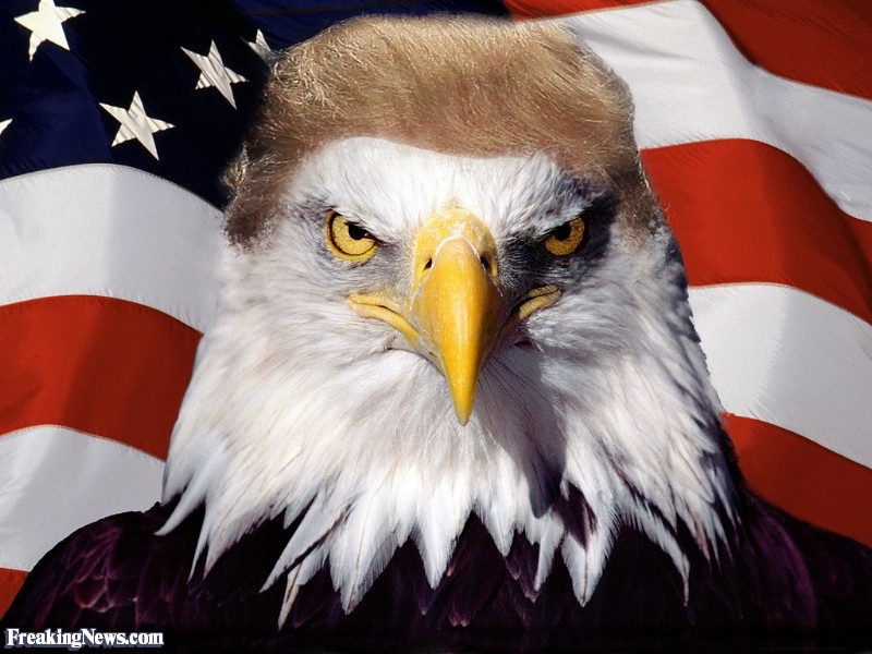 trumpeagle.jpg