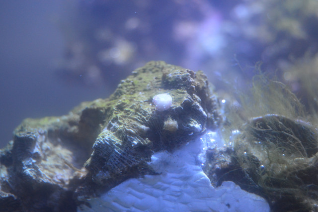 zoanthus