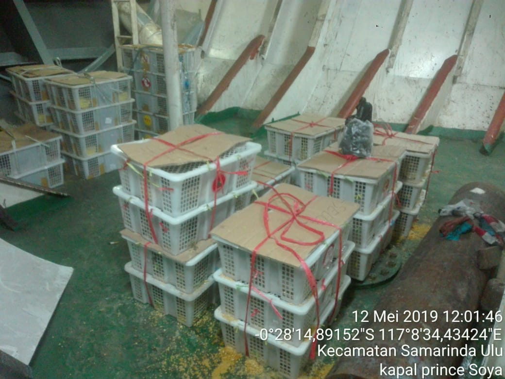 Burung Liar Asal Kaltim di dalam KM Price Soya, pelabuhan Samarinda.