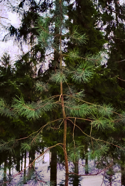 DSCF1047.jpg