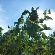 P1330988