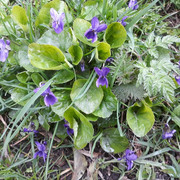 47a-Violets