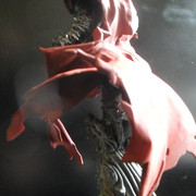 Spawn70