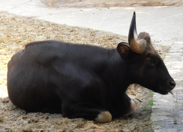 Gaur1
