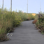 DSC5261