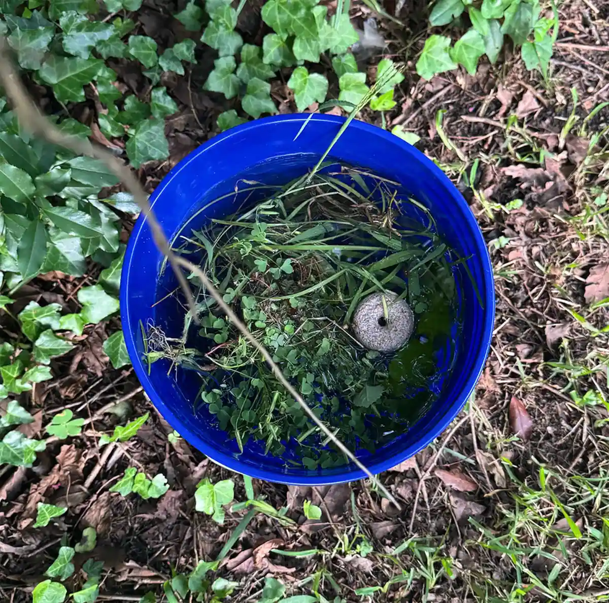 Bufetul de muștelori, soluția naturală contra muștelor