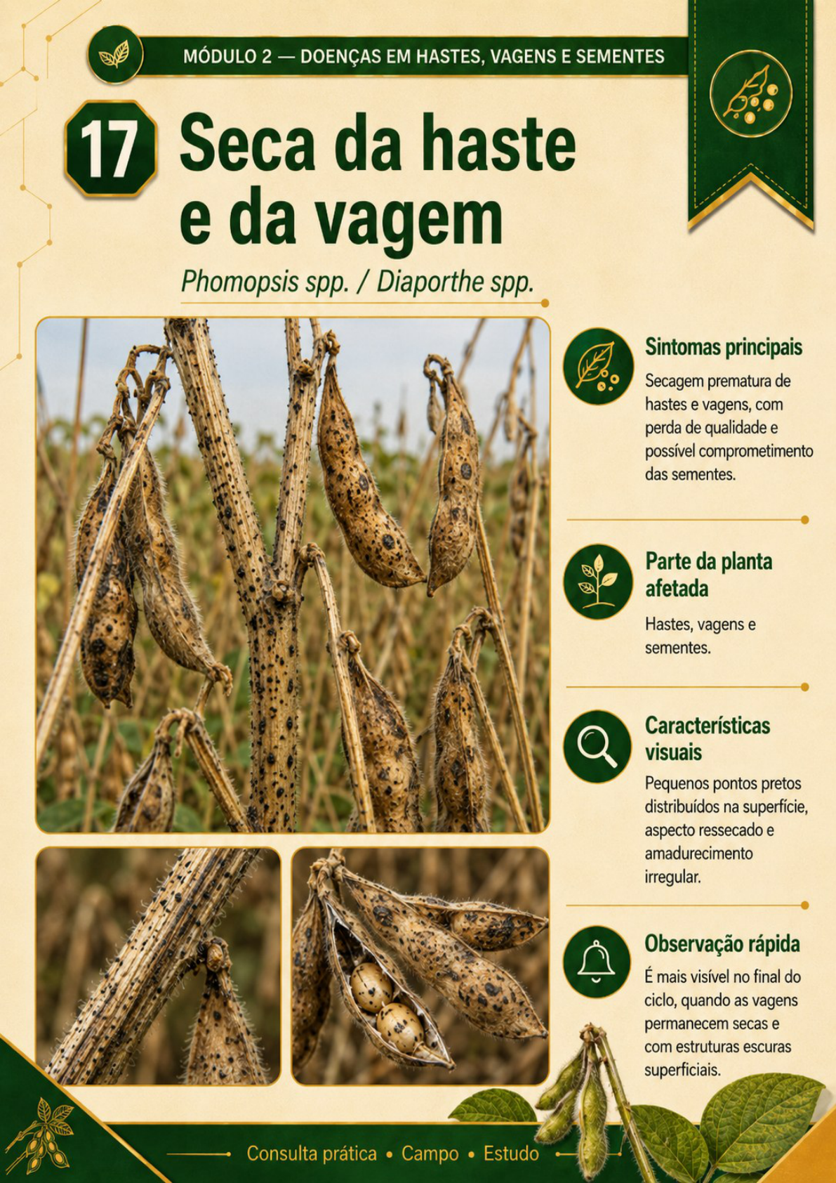 Página
