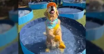 Hundreds of Dogs Dive into Fun at Miami's Record-Breaking Pool Party