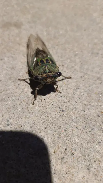 silly-cicada