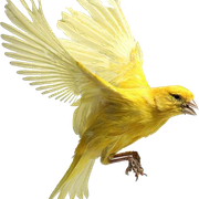 yn