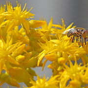 IMG-7030