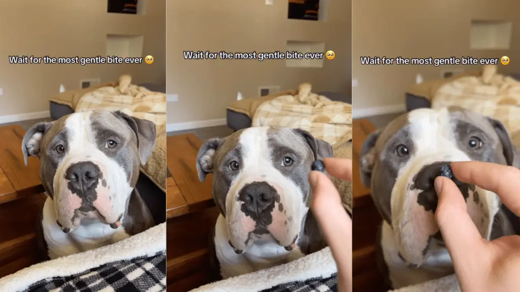 Gentle Giant: American Bully Reggie Shows Calm Care for Tiny Treat