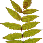 Leaves26